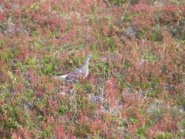 Willow grouse