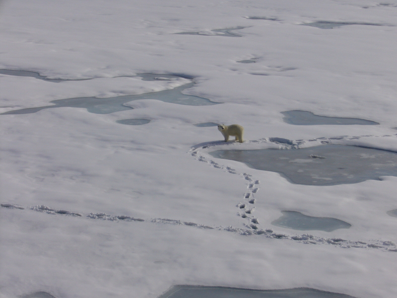 Polar bear in the bay near Sedov station