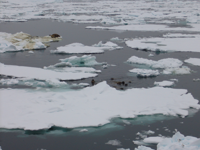 Walrusses in the Mayer Channel