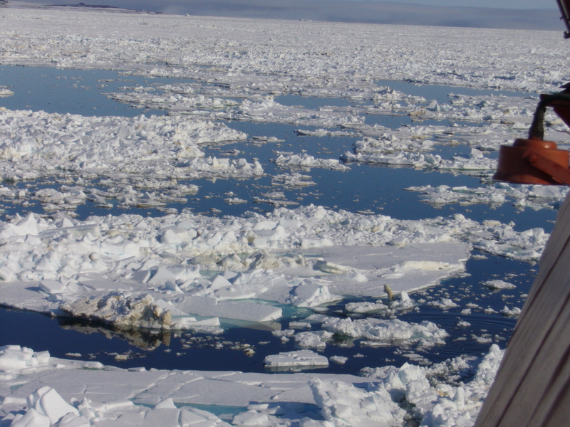 Polar bear near CP. Can you spot it?