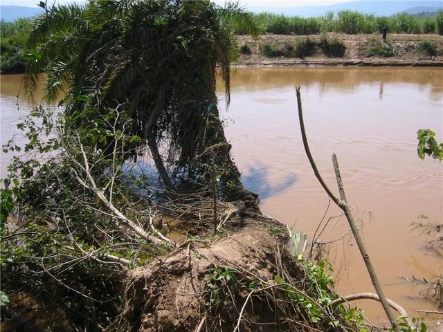 East view: The fallen tree