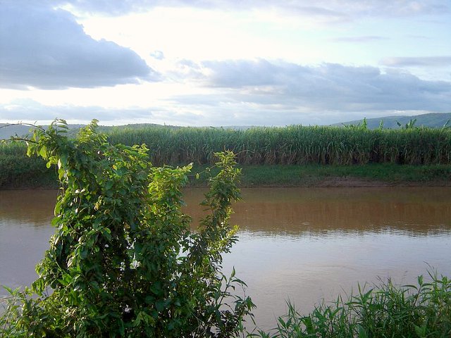 The confluence point is behind the tree, in the water