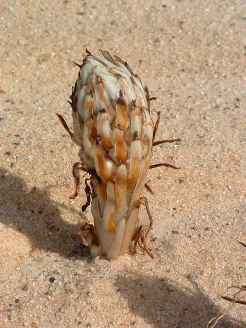 The desert flower