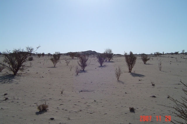 East view - Acacia tree