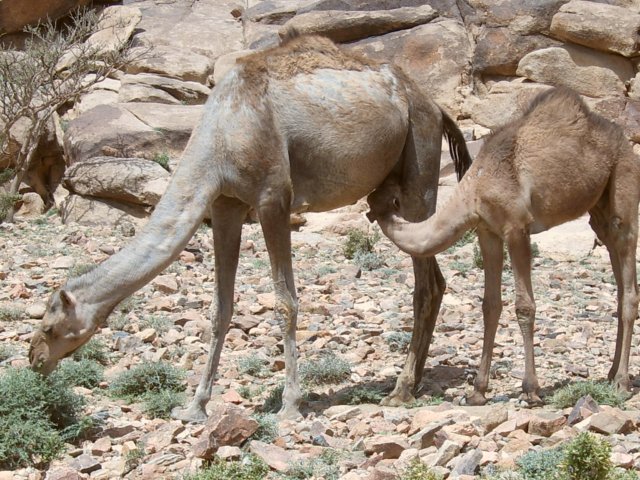 Camels grazing close by