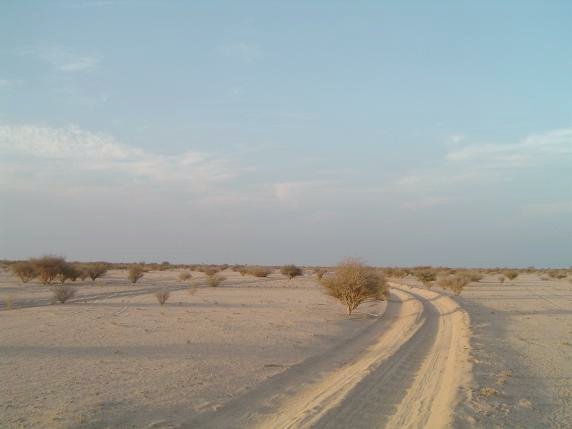 North view with some acacia trees