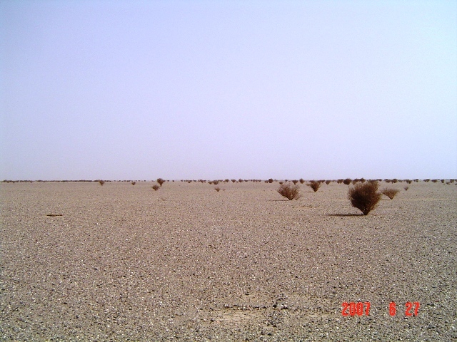 South view - with Acacia trees