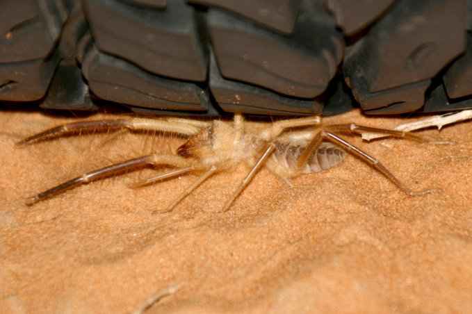 Camel spider