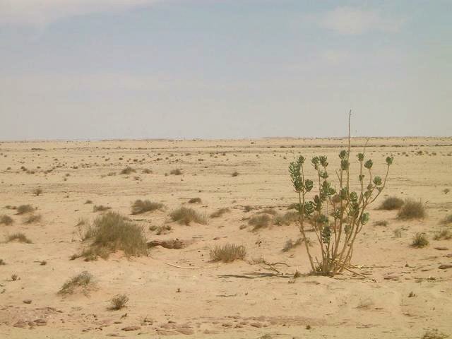 Small plant beside the Confluence