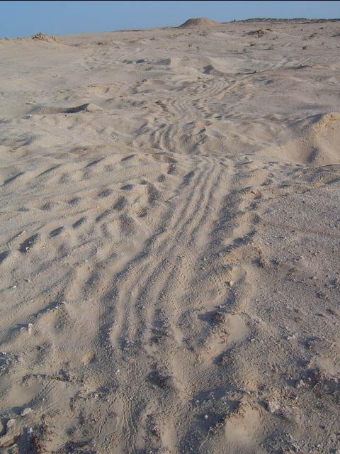 Turtle tracks