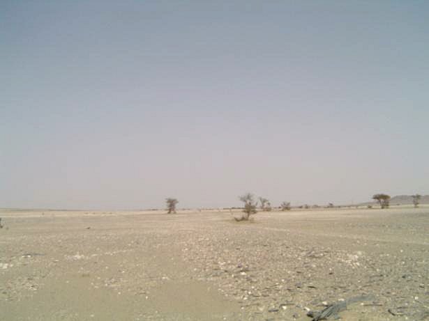 East view with some acacia trees