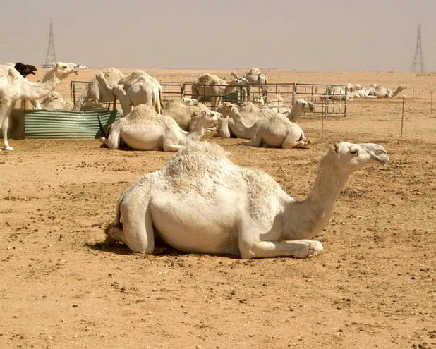 Desert taxi pool