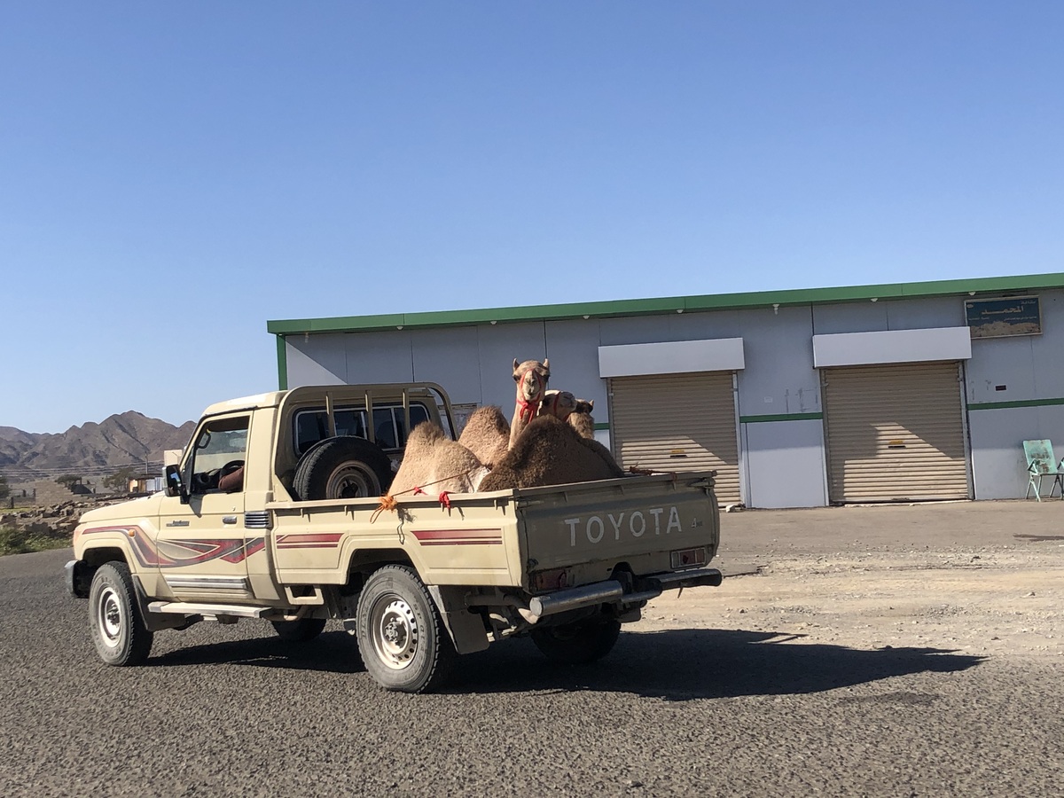 Camel Transport