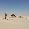 #7: Camels around