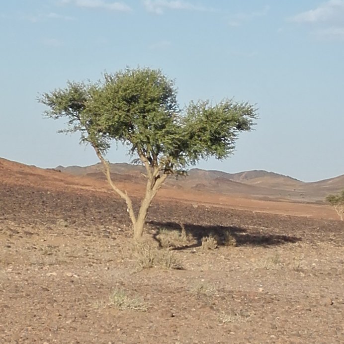 Acacia tree