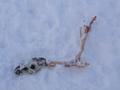 #5: Reindeer leg left by polar bear