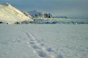 #7: Polar bear track in front of Conwaybreen, about 10km east of the confluence