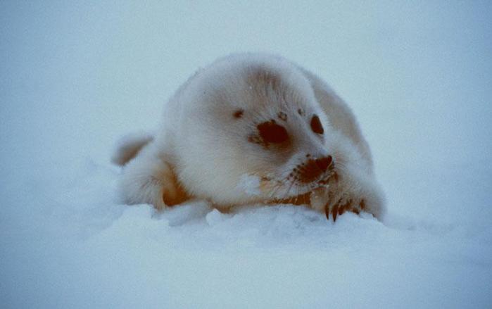 On the way back we met a baby seal in Billefjorden