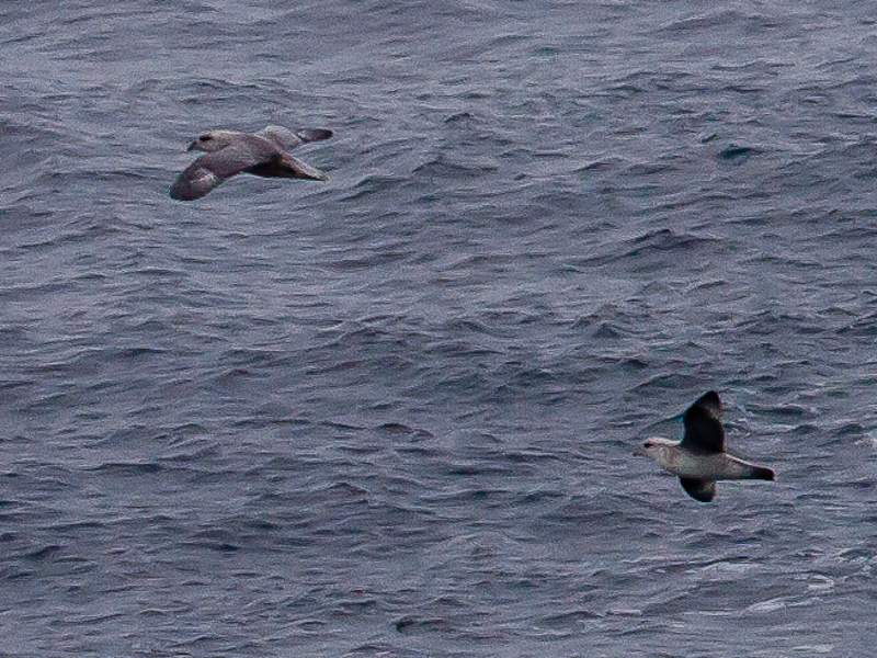 Confluence visitors, 2 fulmars