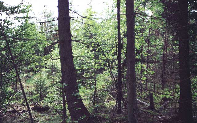 The general area close to the confluence.