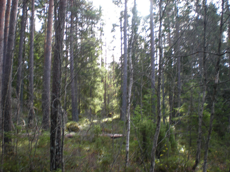 View from the confluence point