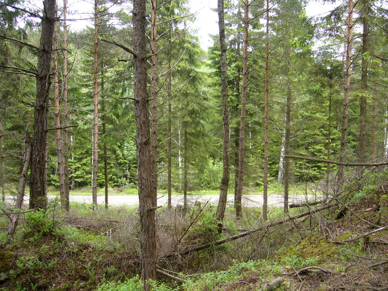 View north east, forest road visible