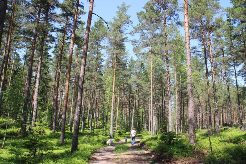 forest track, 1 km away from the CP