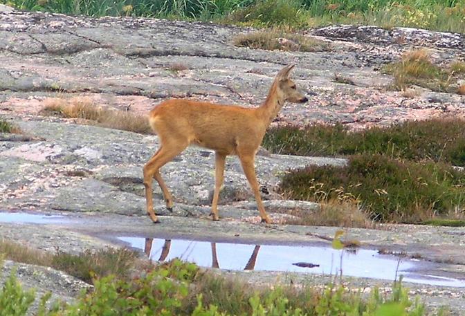 Deer coming by for breakfast