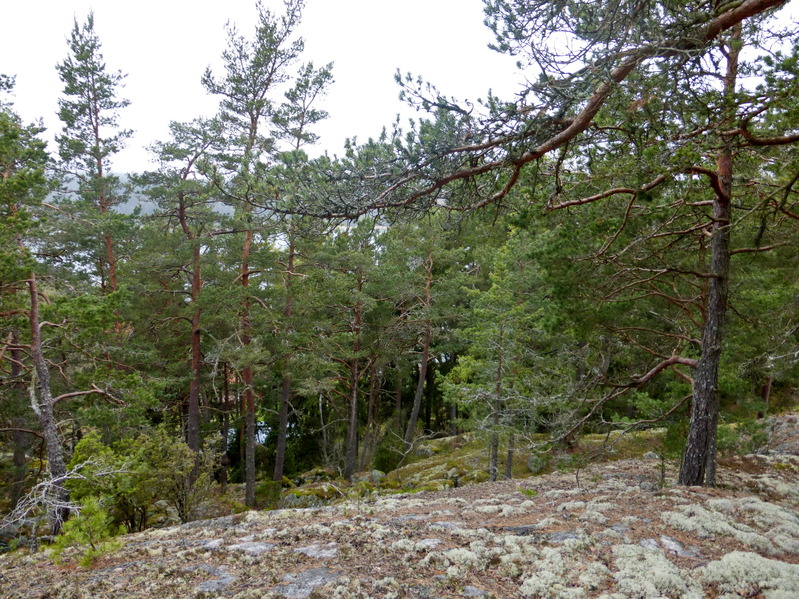 A view to the confluence from the ridge