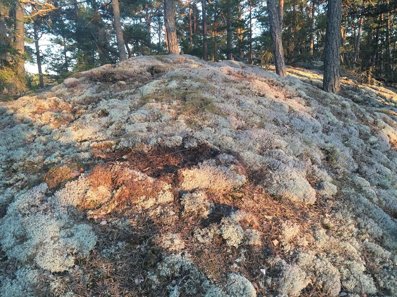 Lichen ground cover near the Confluence Point