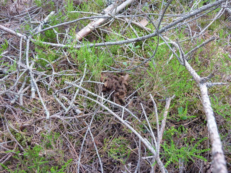 Droppings of a capercallie?