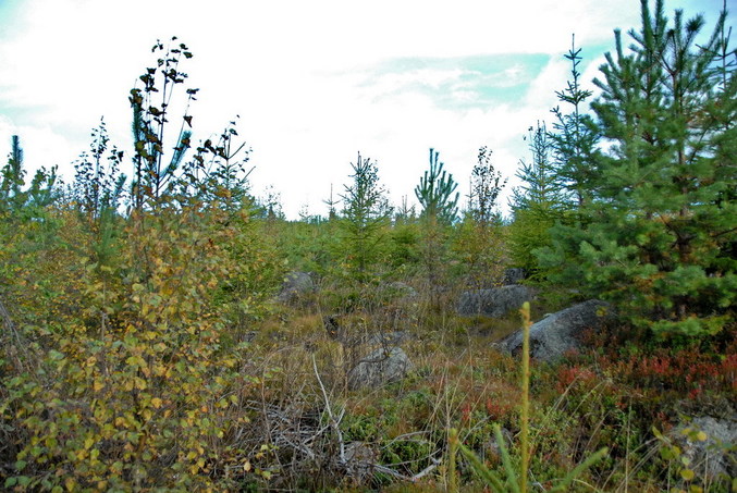 View north / Blick nach Norden