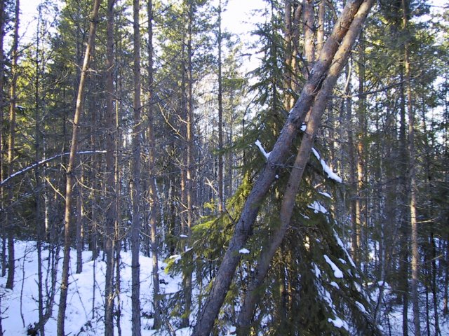 View to the north from the confluence