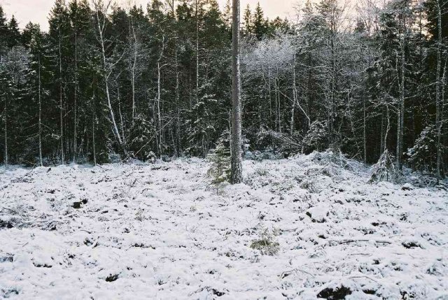 The confluence is situated 75 m into the wood, behind the fur-tree