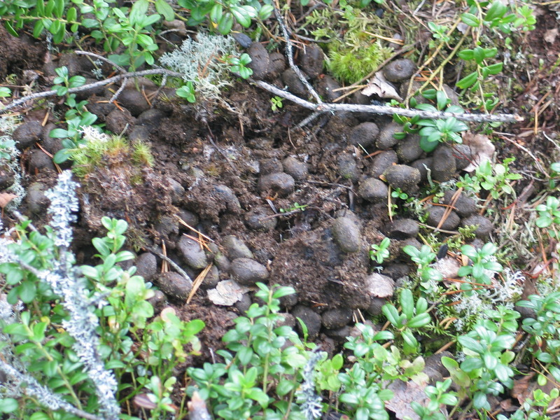 Elk droppings at the spot