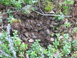 #1: Elk droppings at the spot