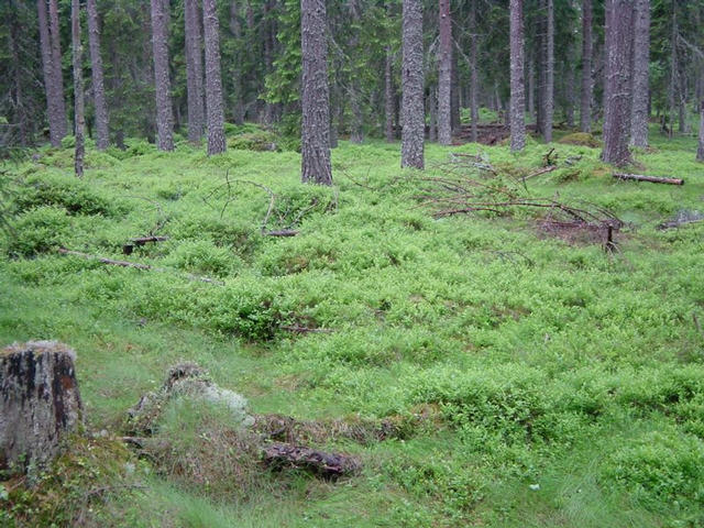 The confluence, in the middle of the lingonberries