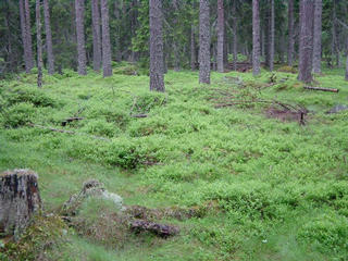 #1: The confluence, in the middle of the lingonberries