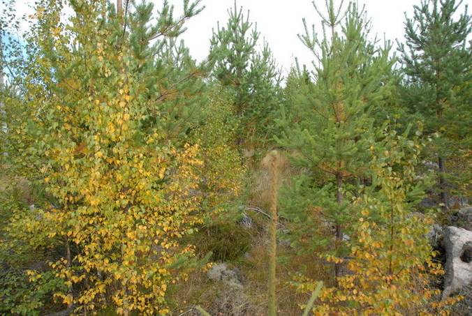 View east / Blick nach Osten