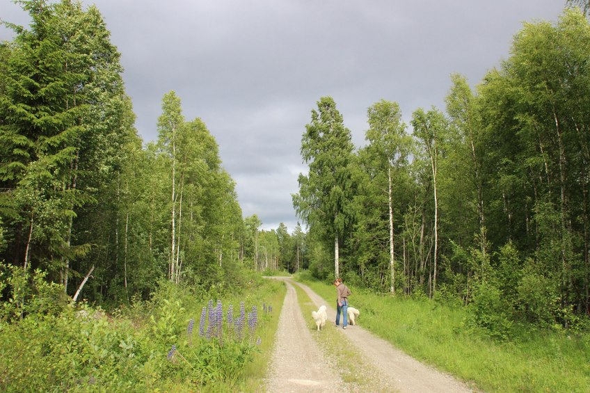 Forest track, 1 km from the CP