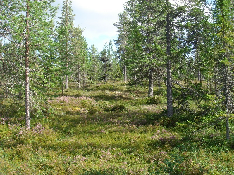 East view / Östliche Sicht