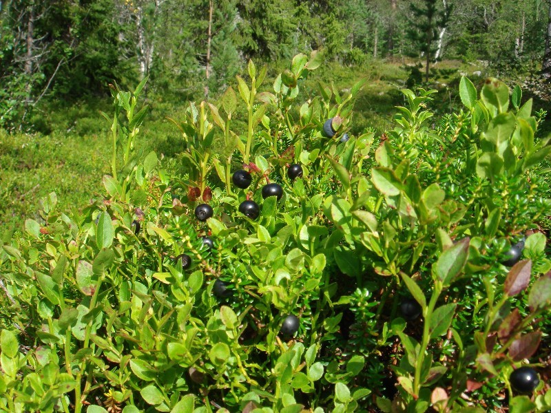 Big Blue Berries / Heidelbeeren