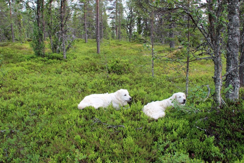 Hunters near the spot