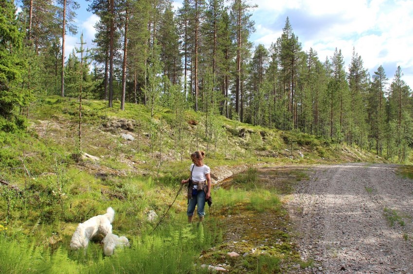 Forest track, 800 m from the CP