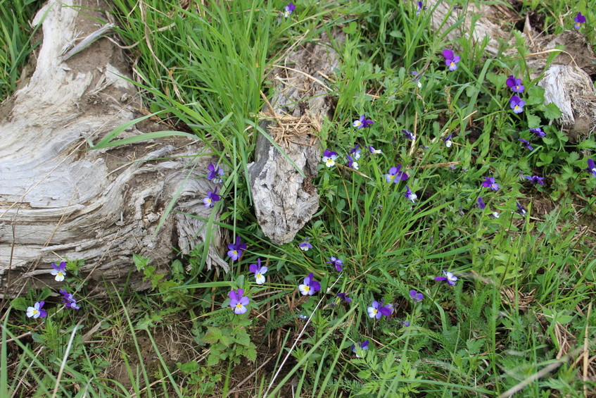 Ground cover near the shore