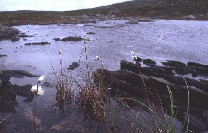 cotton grass near the CP