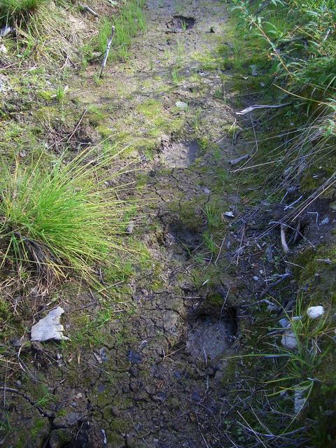 Footprints of a bear?