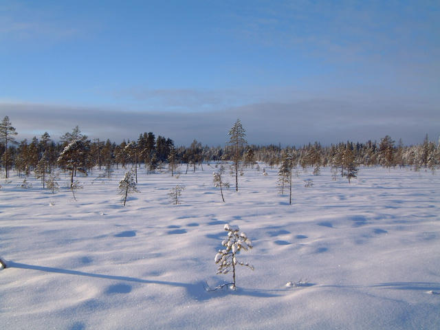 Bog 300 m south of 65N 19E