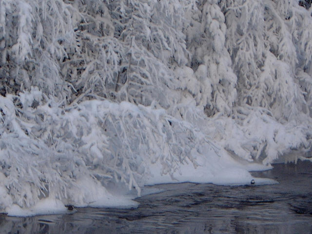 Dippers seeking food in -20C temperature