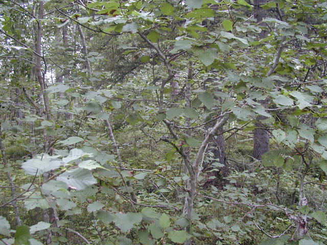 The shrubbery at the point